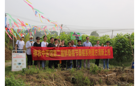 桑椹滿枝頭，采摘正當(dāng)時(shí)- 神農(nóng)中醫(yī)館鮮桑椹合作基地采摘紀(jì)實(shí)